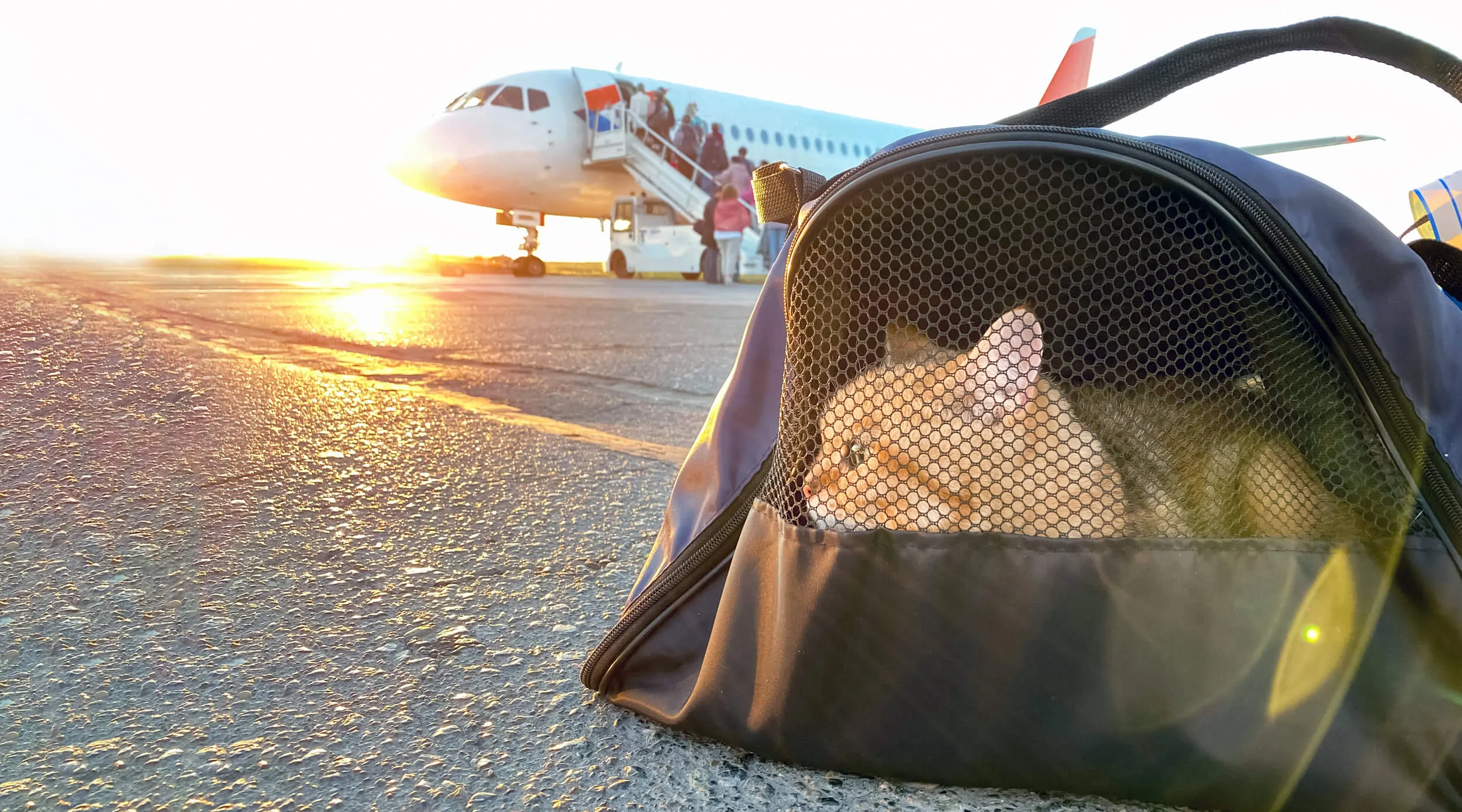 Air Travel with Cats A Complete Guide for Pet Owners