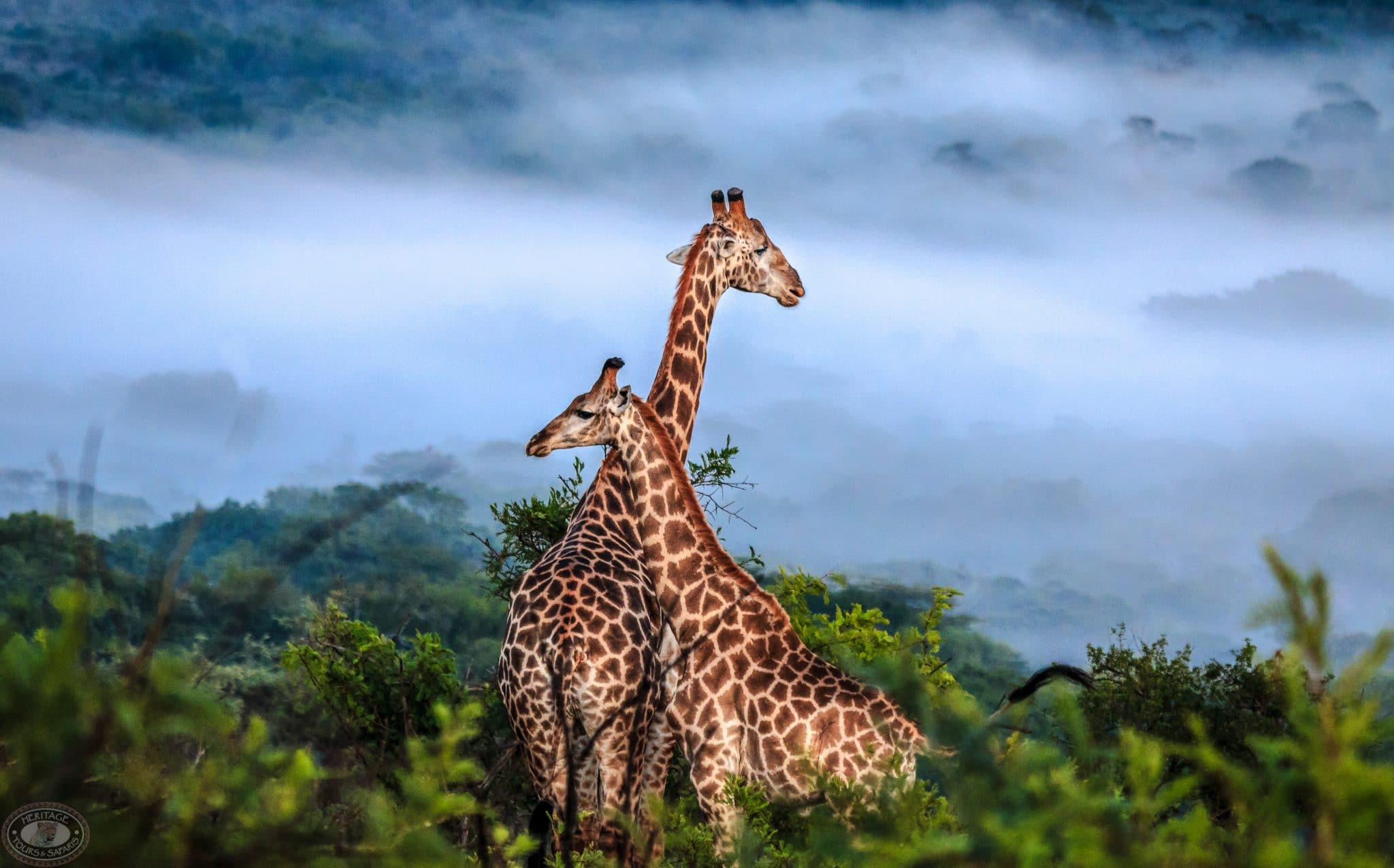 Travel South Africa Safari – A Journey into Africa’s Untamed