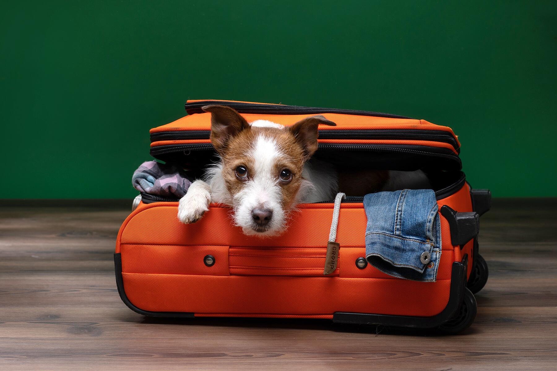 Pet Travel: A Complete Guide to Traveling with Your Furry Friends
